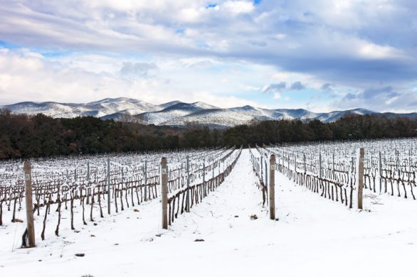 11-Vineyards-rows-covered-by-snow-in-winter