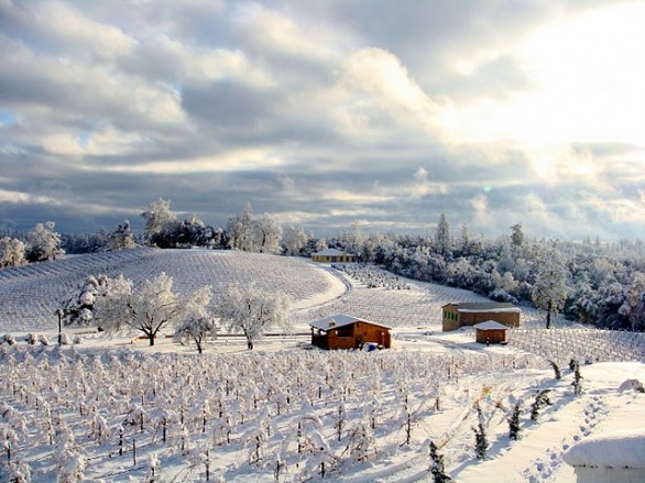 First Snow at Amador County Vineyard
