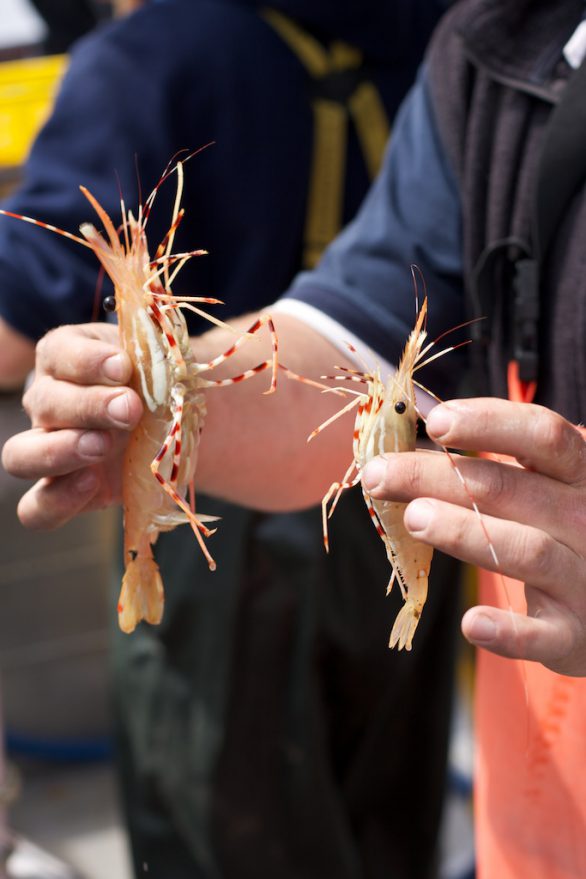 spotprawn2009_2008-05-03_IMG_8536